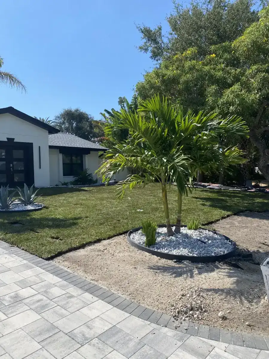 Front lawn with palms, decorative rock and paver edging